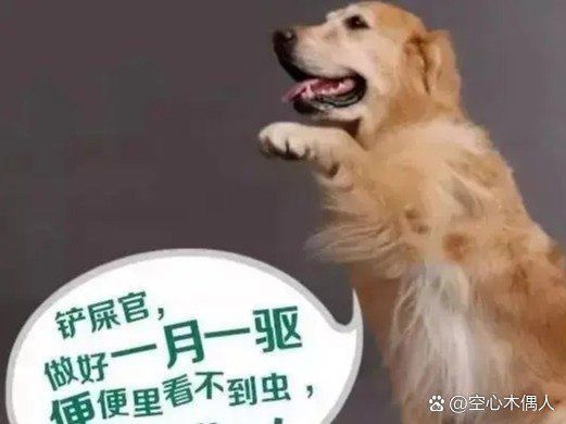 驅蟲期間需要停食嗎，狗狗體內驅蟲需要禁食嗎 驅蟲期間需要停食嗎，狗狗體內驅蟲需要禁食嗎 龍魚百科 第1張