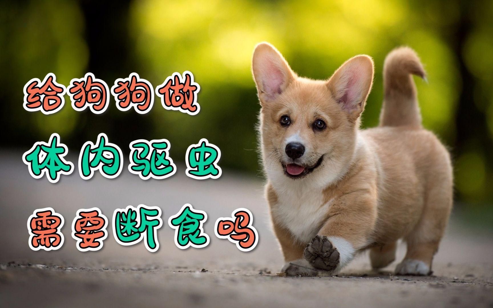 驅蟲期間需要停食嗎，狗狗體內驅蟲需要禁食嗎 驅蟲期間需要停食嗎，狗狗體內驅蟲需要禁食嗎 龍魚百科 第2張