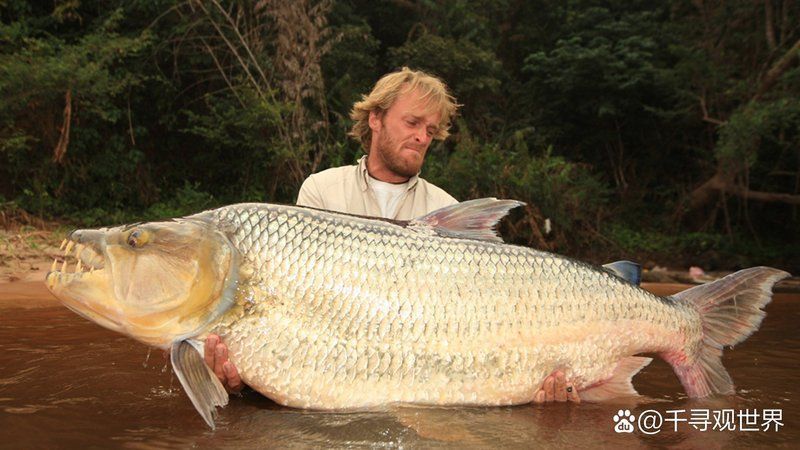 白金猛魚，白金猛魚、白金猛魚、狗脂鯉屬全家族解析 白金猛魚，白金猛魚、白金猛魚、狗脂鯉屬全家族解析 龍魚百科 第6張