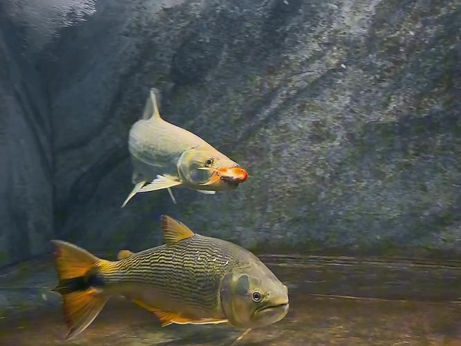 白金猛魚，白金猛魚、白金猛魚、狗脂鯉屬全家族解析 白金猛魚，白金猛魚、白金猛魚、狗脂鯉屬全家族解析 龍魚百科 第5張