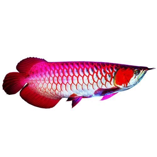 超血紅龍魚，超血紅龍魚的飼養(yǎng)管理 超血紅龍魚，超血紅龍魚的飼養(yǎng)管理 龍魚百科 第5張