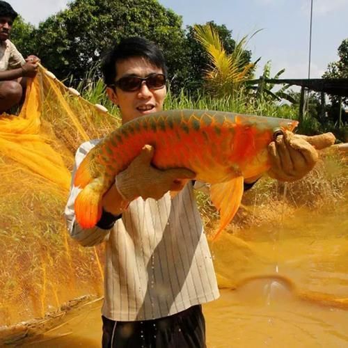 超血紅龍魚，超血紅龍魚的飼養(yǎng)管理 超血紅龍魚，超血紅龍魚的飼養(yǎng)管理 龍魚百科 第9張