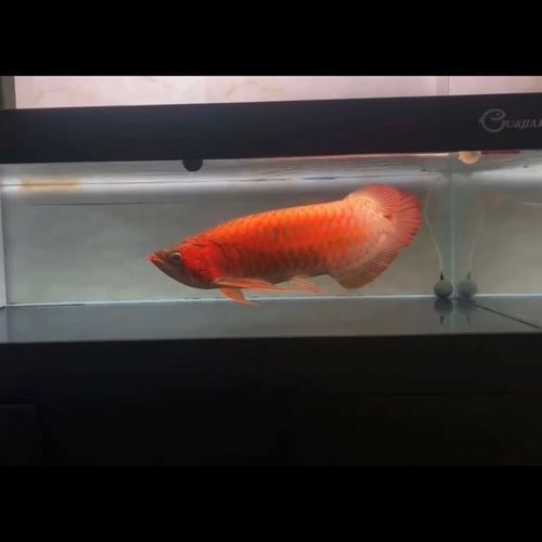 超血紅龍魚，超血紅龍魚的飼養(yǎng)管理 超血紅龍魚，超血紅龍魚的飼養(yǎng)管理 龍魚百科 第4張