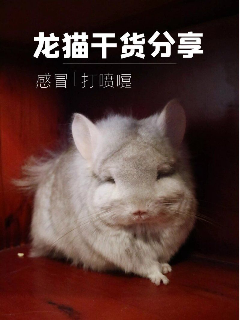 龍貓感冒了怎么辦，龍貓感冒了怎么辦龍貓感冒了怎么辦，龍貓感冒了怎么辦 龍貓感冒了怎么辦，龍貓感冒了怎么辦龍貓感冒了怎么辦，龍貓感冒了怎么辦 龍魚百科 第1張
