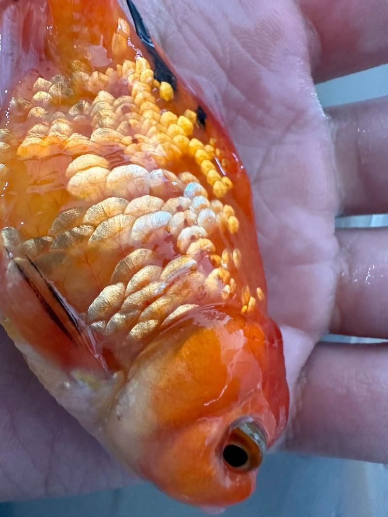 如何判斷超血紅龍魚是否患病，如何判斷超血紅龍魚是否患病用戶要求詳解如何判斷超血紅龍魚是否患病 如何判斷超血紅龍魚是否患病，如何判斷超血紅龍魚是否患病用戶要求詳解如何判斷超血紅龍魚是否患病 龍魚百科 第5張