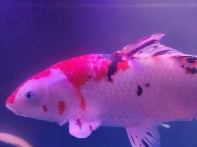 如何判斷超血紅龍魚是否患病，如何判斷超血紅龍魚是否患病用戶要求詳解如何判斷超血紅龍魚是否患病 如何判斷超血紅龍魚是否患病，如何判斷超血紅龍魚是否患病用戶要求詳解如何判斷超血紅龍魚是否患病 龍魚百科 第6張