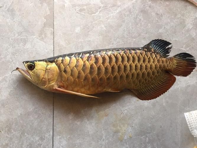 祥龍魚場純血皇冠魟魚的價(jià)格是多少，祥龍魚場純血皇冠魟魚價(jià)格是多少