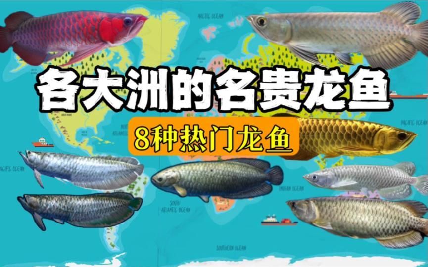 如何辨別龍魚的品質和品種？，如何辨別龍魚的品質和品質和品種，龍魚分類大揭秘