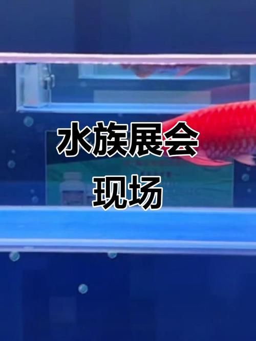 基地內是否有龍魚文化相關的臨時展覽,上海動物園龍魚展區參觀攻略 龍魚百科 第6張 基地內是否有龍魚文化相關的臨時展覽,上海動物園龍魚展區參觀攻略 基地內是否有龍魚文化相關的臨時展覽,上海動物園龍魚展區參觀攻略 龍魚百科 第6張
