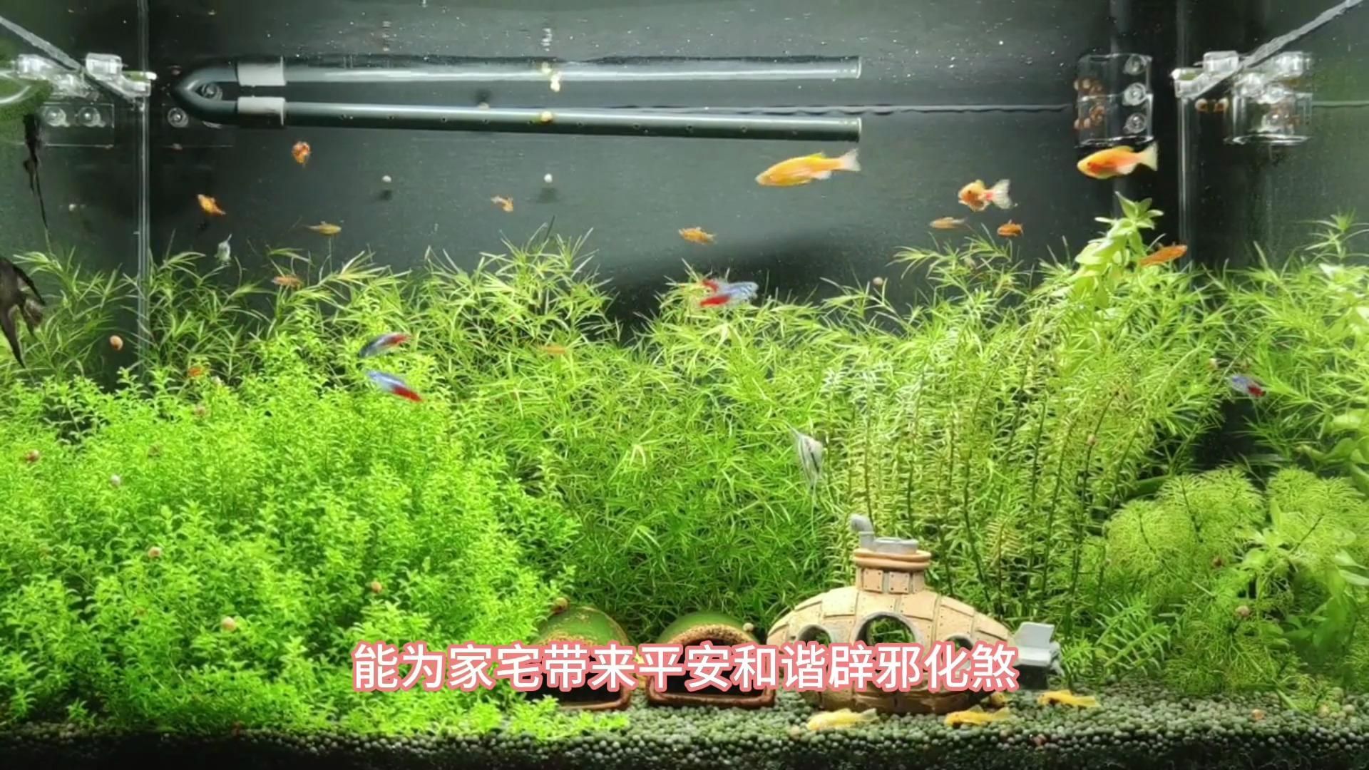 有哪些適合家居的風水魚種，適合家居的風水魚種