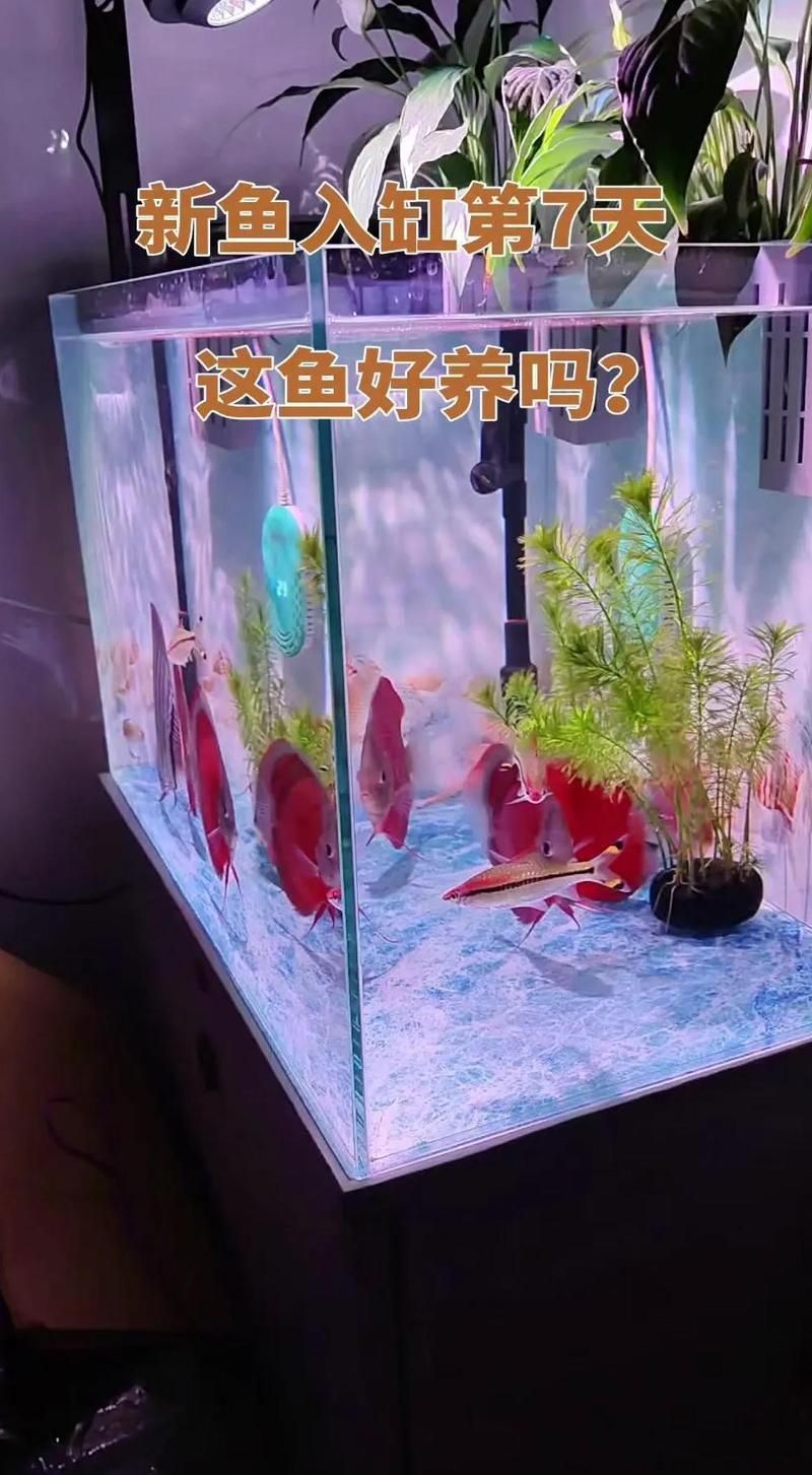 如何判斷七彩神仙魚(yú)是否適應(yīng)新環(huán)境，七彩神仙魚(yú)是否適應(yīng)新環(huán)境， 如何判斷七彩神仙魚(yú)是否適應(yīng)新環(huán)境，七彩神仙魚(yú)是否適應(yīng)新環(huán)境， 龍魚(yú)百科 第1張