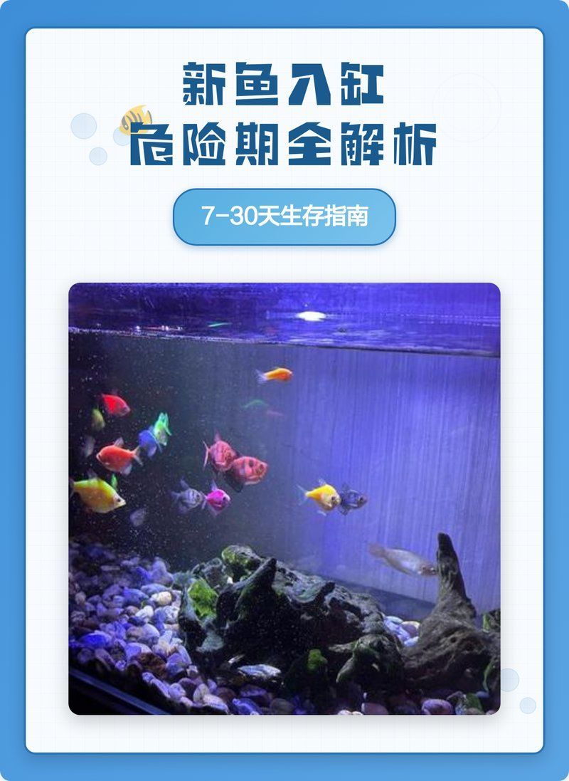 如何判斷七彩神仙魚(yú)是否適應(yīng)新環(huán)境，七彩神仙魚(yú)是否適應(yīng)新環(huán)境， 如何判斷七彩神仙魚(yú)是否適應(yīng)新環(huán)境，七彩神仙魚(yú)是否適應(yīng)新環(huán)境， 龍魚(yú)百科 第2張