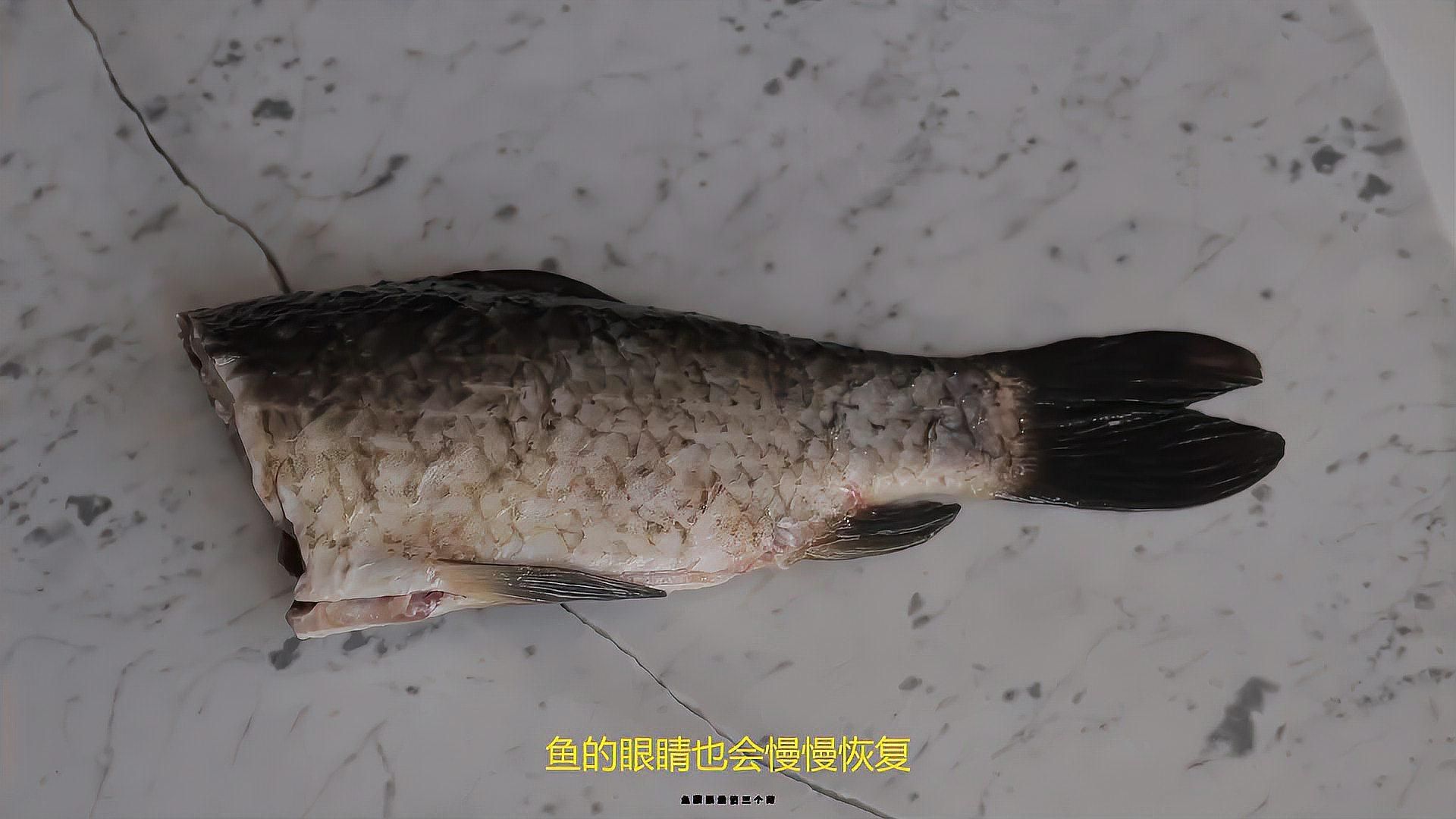 魚蒙眼病用什么藥治療最佳，魚蒙眼病怎么治療
