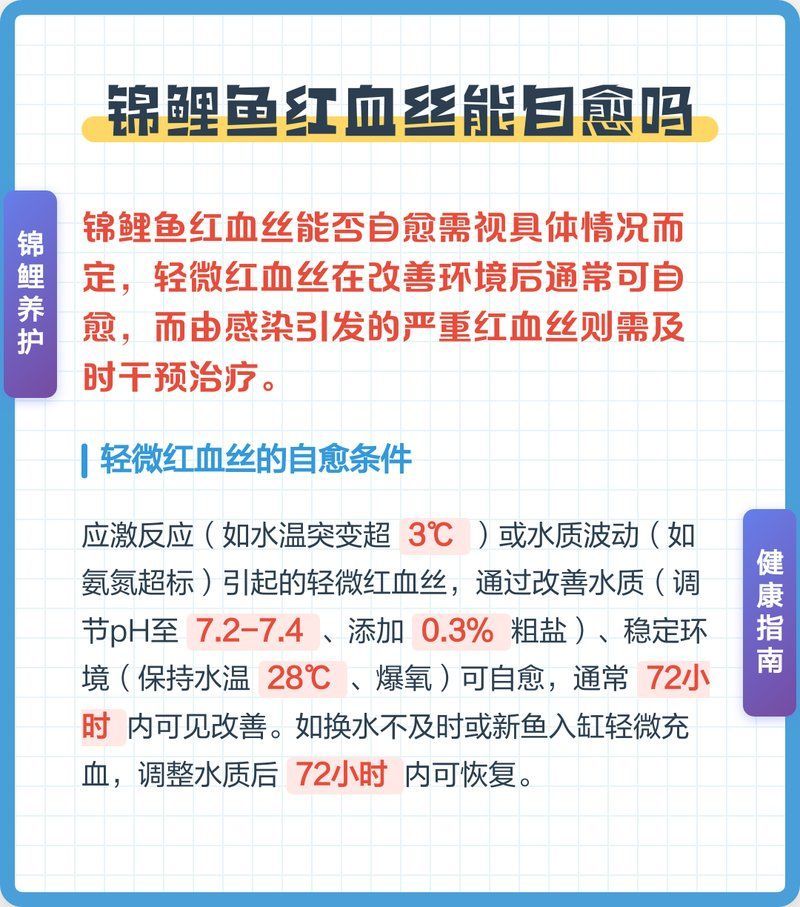 錦鯉魚鱗充血會自愈嗎 錦鯉魚鱗充血會自愈嗎 龍魚百科 第3張