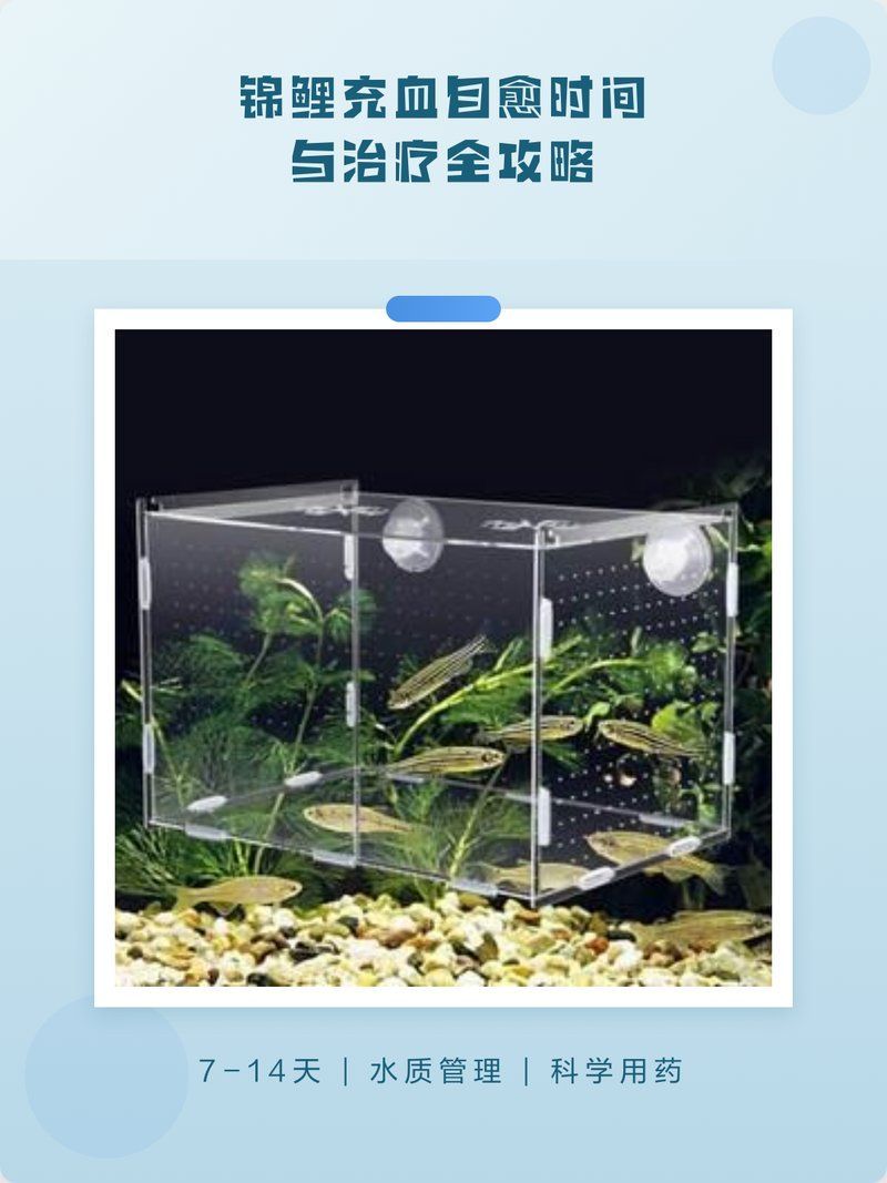 錦鯉魚鱗充血會自愈嗎 錦鯉魚鱗充血會自愈嗎 龍魚百科 第4張