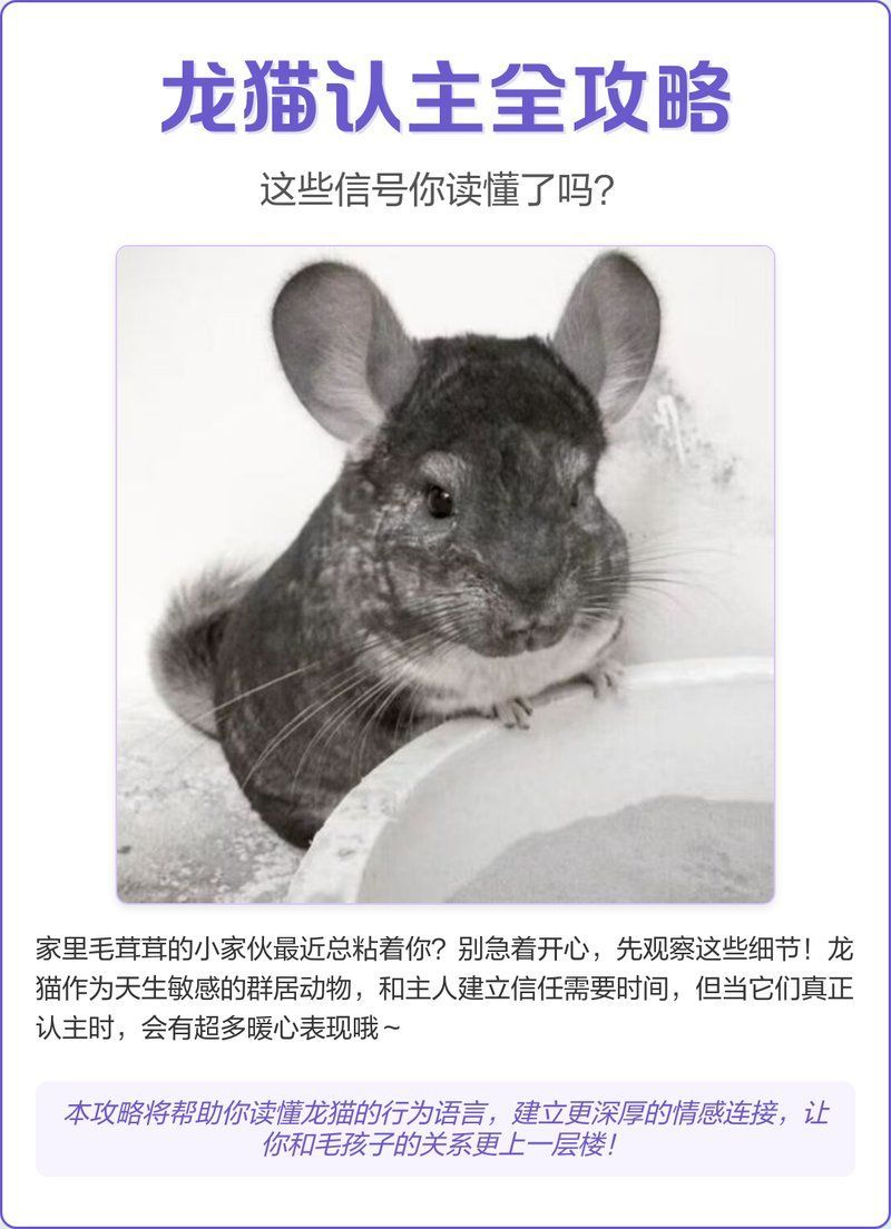 如何判斷龍貓是否認主，如何判斷龍貓是否認主人是否認主人是否認主人的三大跡象 如何判斷龍貓是否認主，如何判斷龍貓是否認主人是否認主人是否認主人的三大跡象 龍魚百科 第2張