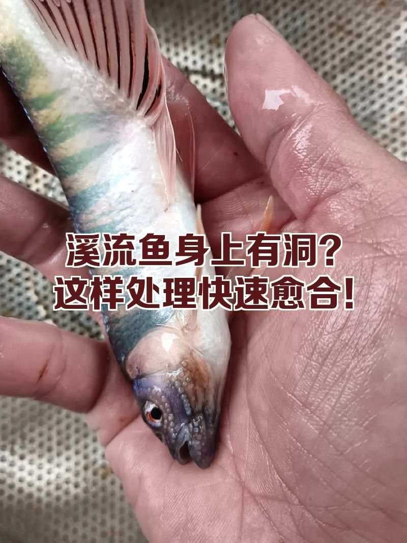 鰓蓋爛洞后魚能恢復多久，鰓蓋爛洞后魚能恢復多久、魚鰓蓋出現爛洞后能否恢復 鰓蓋爛洞后魚能恢復多久，鰓蓋爛洞后魚能恢復多久、魚鰓蓋出現爛洞后能否恢復 龍魚百科 第1張
