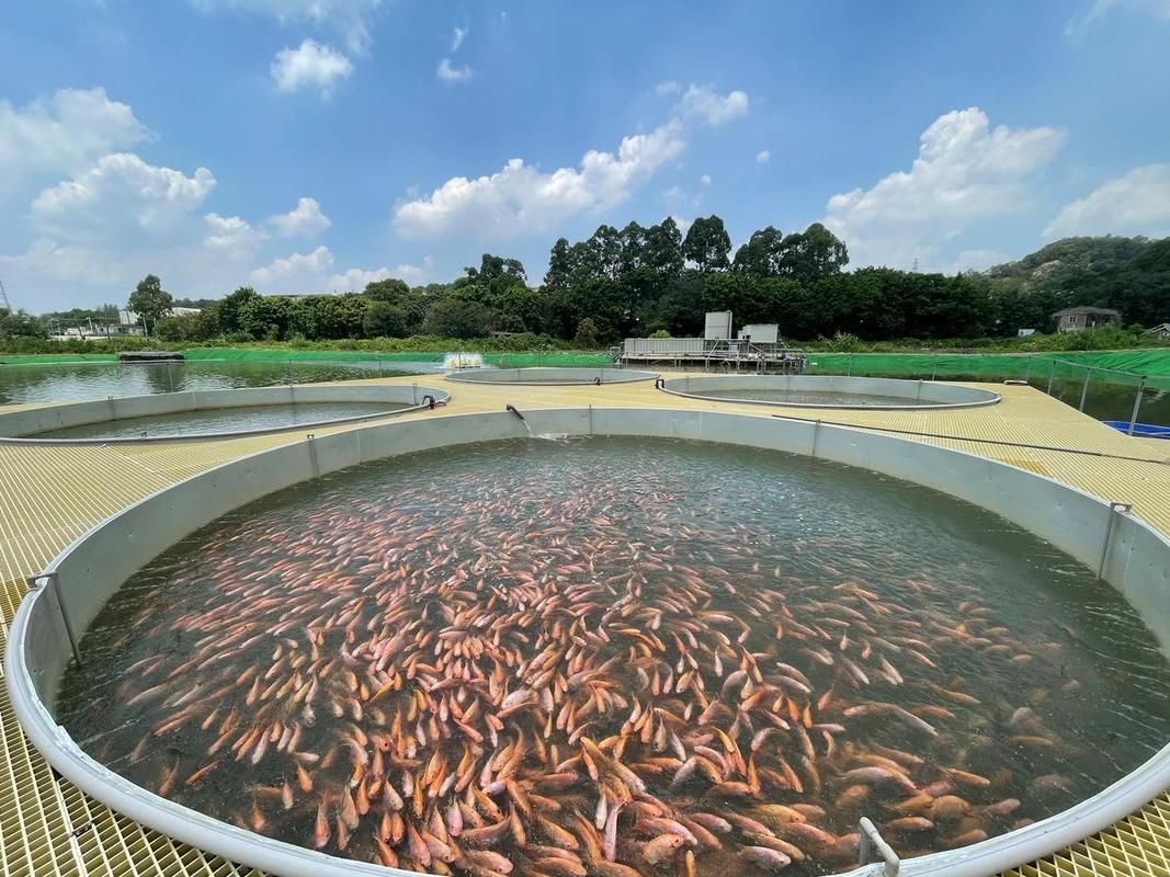 如何購買祥龍魚場的產品？，祥龍魚場的購買流程 如何購買祥龍魚場的產品？，祥龍魚場的購買流程 龍魚百科 第4張