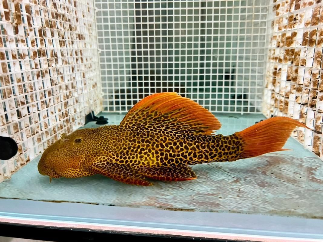 哪里可以購買到南美異型魚？，南美異型魚怎么選 哪里可以購買到南美異型魚？，南美異型魚怎么選 龍魚百科 第3張