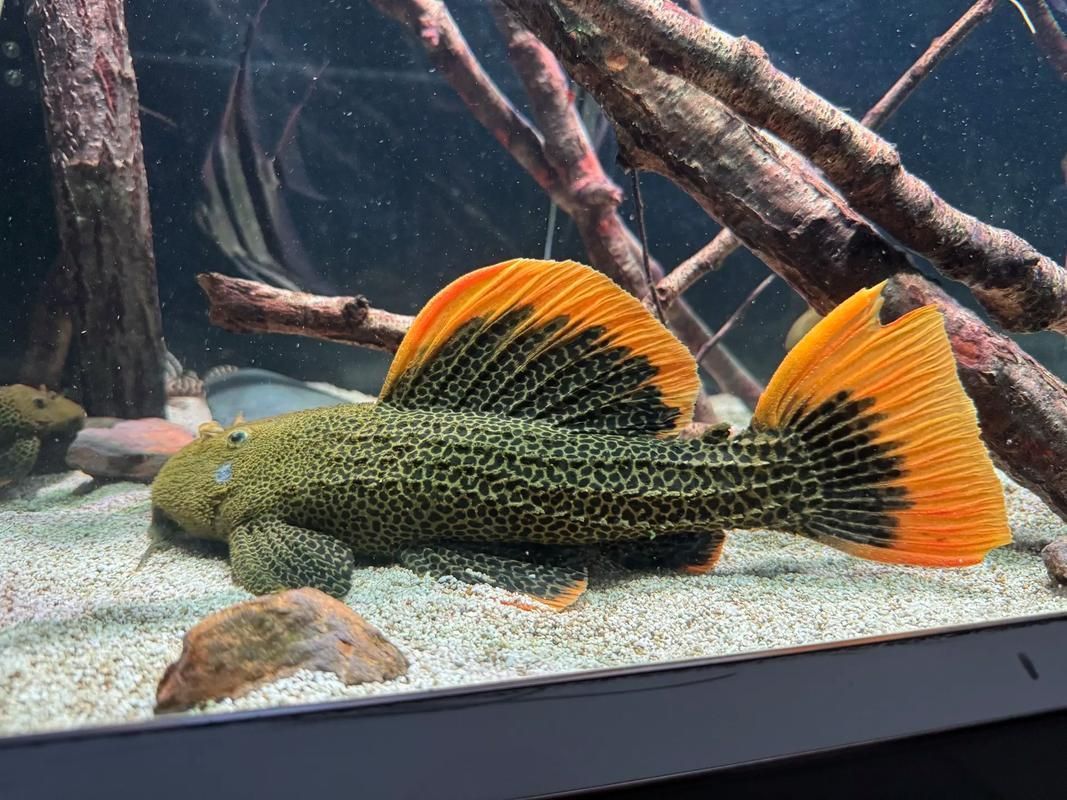 哪里可以購買到南美異型魚？，南美異型魚怎么選 哪里可以購買到南美異型魚？，南美異型魚怎么選 龍魚百科 第1張
