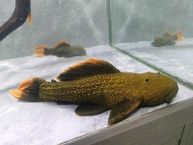 哪里可以購買到南美異型魚？，南美異型魚怎么選 哪里可以購買到南美異型魚？，南美異型魚怎么選 龍魚百科 第6張