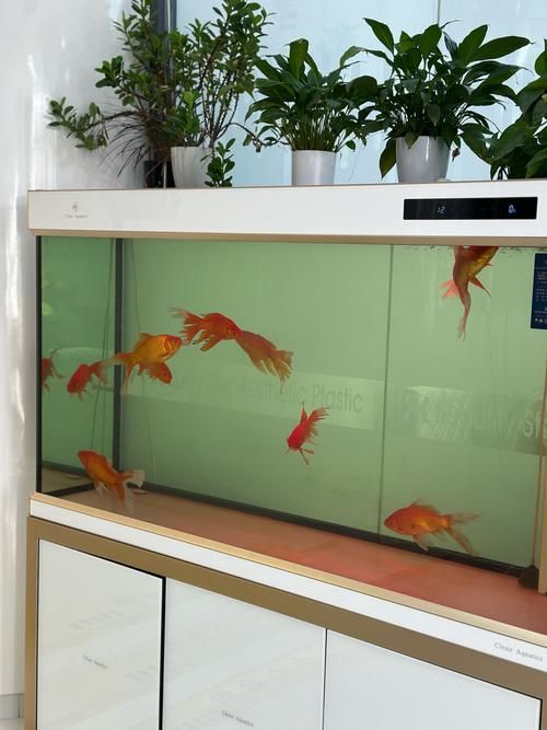 有哪些魚缸尺寸推薦，|新手養(yǎng)魚01魚缸怎么選60缸朝日情曦