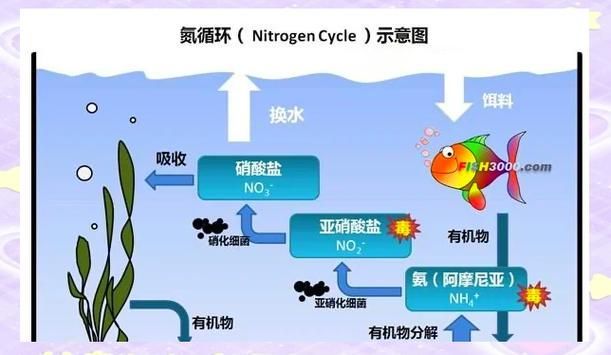 益生菌如何調(diào)節(jié)水體微生態(tài)平衡，益生菌調(diào)節(jié)水體微生態(tài)平衡