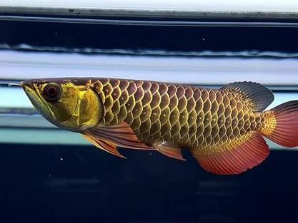 如何區分黃吉金龍（白子金龍魚）的真偽，如何區分黃吉金龍（白子金龍魚）與白子金龍魚的真偽 如何區分黃吉金龍（白子金龍魚）的真偽，如何區分黃吉金龍（白子金龍魚）與白子金龍魚的真偽 龍魚百科 第6張