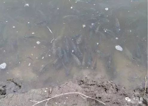 如何判斷水質是否適合魚類生存 如何判斷水質是否適合魚類生存 龍魚百科 第1張