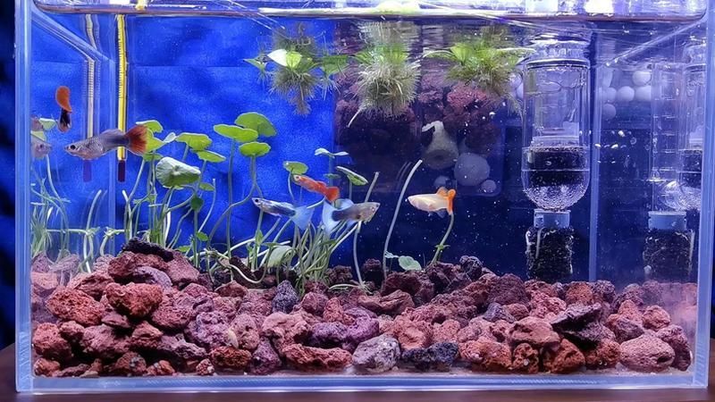 如何判斷水質是否適合魚類生存 如何判斷水質是否適合魚類生存 龍魚百科 第4張
