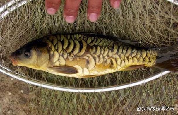 三水龍魚的市場需求如何？ 三水龍魚的市場需求如何？ 龍魚百科 第4張