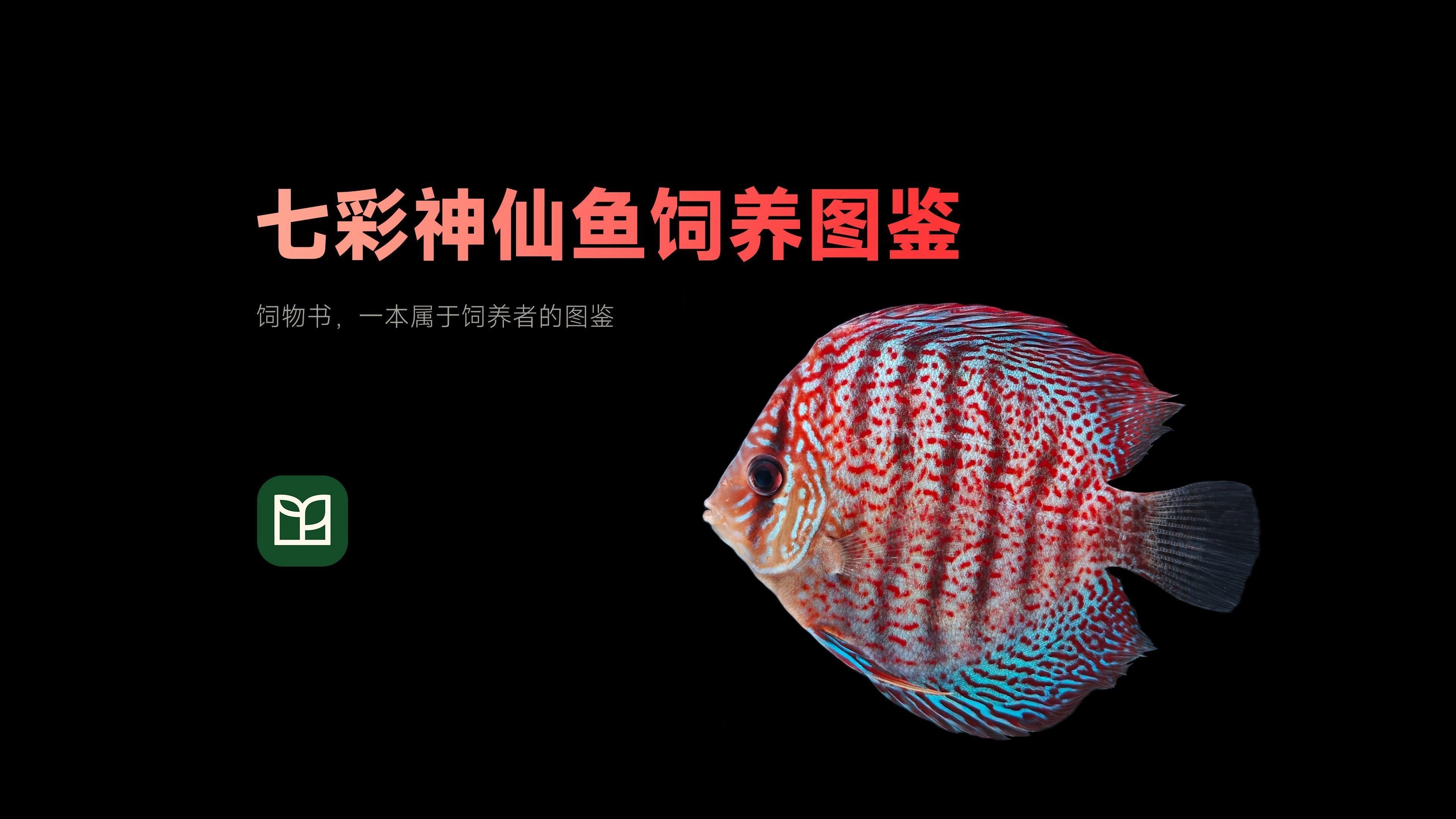 七彩魚的其他常見食物有哪些，《養寵大師》七彩神仙魚weekly食譜表 七彩魚的其他常見食物有哪些，《養寵大師》七彩神仙魚weekly食譜表 龍魚百科