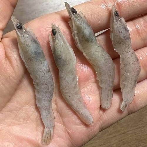 龍魚飼養技巧有哪些 龍魚百科 第9張 龍魚飼養技巧有哪些 龍魚飼養技巧有哪些 龍魚百科 第9張