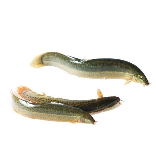 龍魚飼養技巧有哪些 龍魚百科 第12張 龍魚飼養技巧有哪些 龍魚飼養技巧有哪些 龍魚百科 第12張