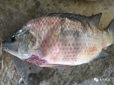 有哪些藥物可以治療銀龍魚爛嘴？，銀龍魚“爛嘴”怎么辦？