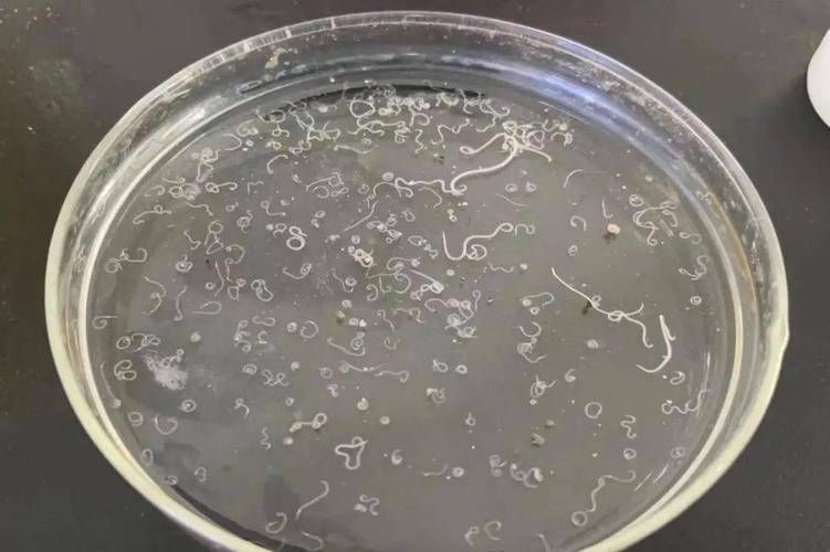 如何判斷魚是否含有寄生蟲，如何判斷魚是否含寄生蟲