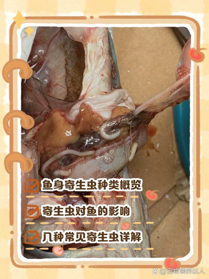 如何判斷魚是否含有寄生蟲，如何判斷魚是否含寄生蟲 如何判斷魚是否含有寄生蟲，如何判斷魚是否含寄生蟲 龍魚百科 第8張