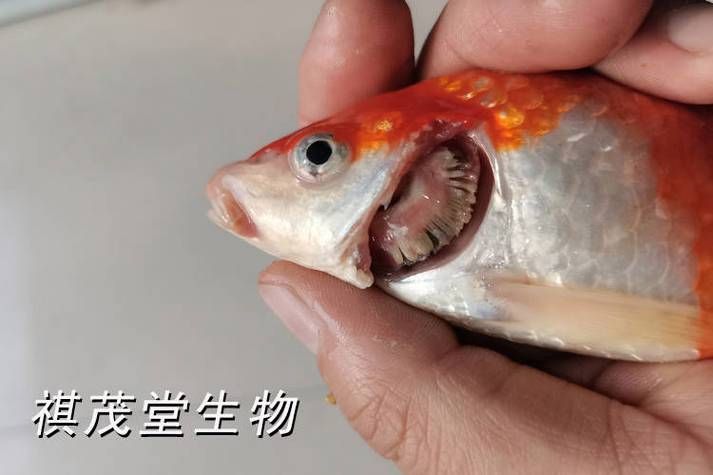 如何預防魚鰓蓋潰爛，魚鰓蓋潰爛是淡水養殖中常見的嚴重疾病預防措施 如何預防魚鰓蓋潰爛，魚鰓蓋潰爛是淡水養殖中常見的嚴重疾病預防措施 龍魚百科 第4張