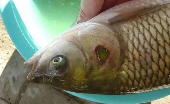 能提供龍魚鰓蓋潰爛的圖片嗎，如何判斷龍魚是否患有鰓蓋潰爛 能提供龍魚鰓蓋潰爛的圖片嗎，如何判斷龍魚是否患有鰓蓋潰爛 龍魚百科 第13張