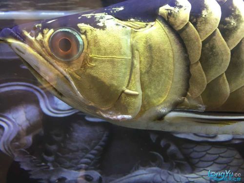 能提供龍魚鰓蓋潰爛的圖片嗎，如何判斷龍魚是否患有鰓蓋潰爛 能提供龍魚鰓蓋潰爛的圖片嗎，如何判斷龍魚是否患有鰓蓋潰爛 龍魚百科 第11張