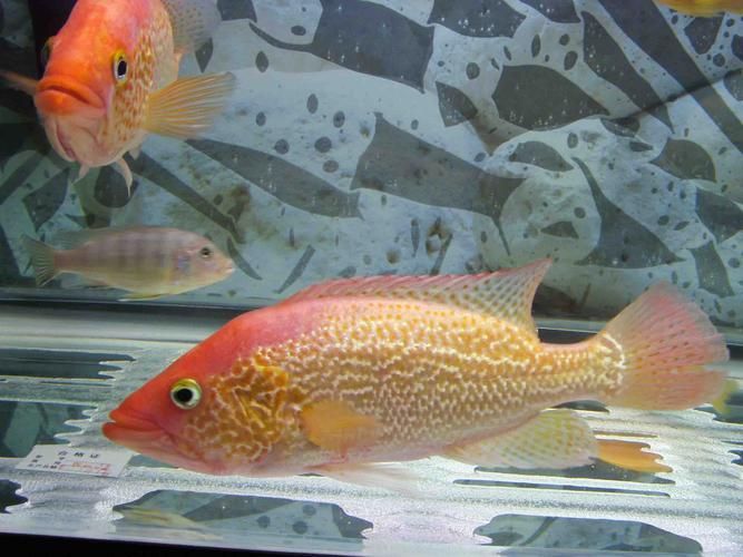 紅頭利魚的市場(chǎng)供應(yīng)情況如何？，+紅頭利魚市場(chǎng)供應(yīng)情況如何補(bǔ)充“紅頭利魚” 紅頭利魚的市場(chǎng)供應(yīng)情況如何？，+紅頭利魚市場(chǎng)供應(yīng)情況如何補(bǔ)充“紅頭利魚” 龍魚百科 第1張