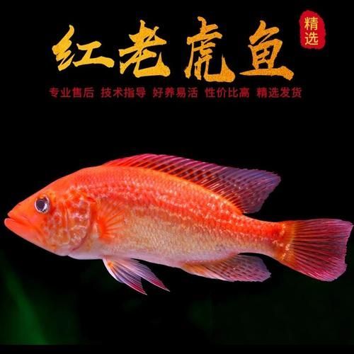 紅頭利魚的市場(chǎng)供應(yīng)情況如何？，+紅頭利魚市場(chǎng)供應(yīng)情況如何補(bǔ)充“紅頭利魚” 紅頭利魚的市場(chǎng)供應(yīng)情況如何？，+紅頭利魚市場(chǎng)供應(yīng)情況如何補(bǔ)充“紅頭利魚” 龍魚百科 第3張