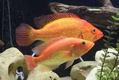 紅頭利魚的市場(chǎng)供應(yīng)情況如何？，+紅頭利魚市場(chǎng)供應(yīng)情況如何補(bǔ)充“紅頭利魚” 紅頭利魚的市場(chǎng)供應(yīng)情況如何？，+紅頭利魚市場(chǎng)供應(yīng)情況如何補(bǔ)充“紅頭利魚” 龍魚百科 第5張