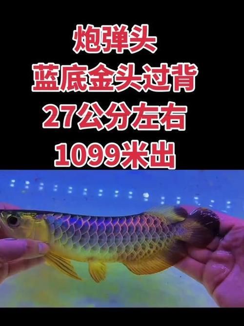 金頭古典過背的價格是多少 金頭古典過背的價格是多少 龍魚百科 第4張