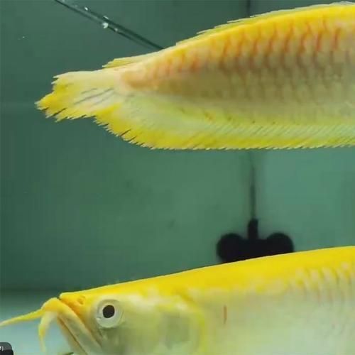 哪里可以購買到正品紅眼白子招財龍魚，紅眼白子招財龍魚怎么選？ 哪里可以購買到正品紅眼白子招財龍魚，紅眼白子招財龍魚怎么選？ 龍魚百科 第6張