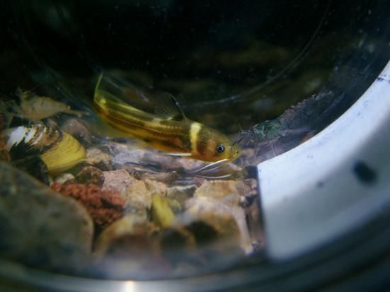 如何判斷黃金貓魚是否健康?,如何判斷黃金貓魚 龍魚百科 第5張 如何判斷黃金貓魚是否健康?,如何判斷黃金貓魚 如何判斷黃金貓魚是否健康?,如何判斷黃金貓魚 龍魚百科 第5張