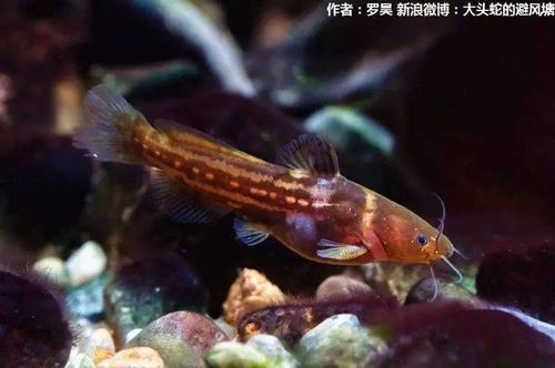 如何判斷黃金貓魚是否健康?,如何判斷黃金貓魚 龍魚百科 第4張 如何判斷黃金貓魚是否健康?,如何判斷黃金貓魚 如何判斷黃金貓魚是否健康?,如何判斷黃金貓魚 龍魚百科 第4張