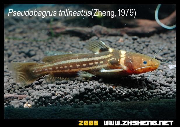 如何判斷黃金貓魚是否健康?,如何判斷黃金貓魚 龍魚百科 第2張 如何判斷黃金貓魚是否健康?,如何判斷黃金貓魚 如何判斷黃金貓魚是否健康?,如何判斷黃金貓魚 龍魚百科 第2張