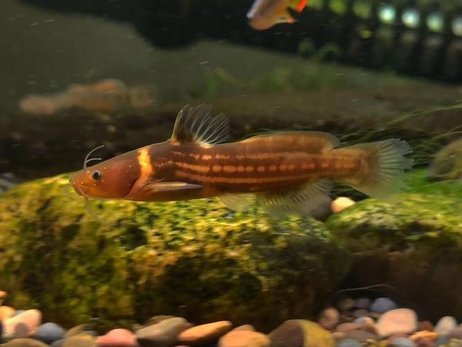 如何判斷黃金貓魚是否健康?,如何判斷黃金貓魚 龍魚百科 第3張 如何判斷黃金貓魚是否健康?,如何判斷黃金貓魚 如何判斷黃金貓魚是否健康?,如何判斷黃金貓魚 龍魚百科 第3張
