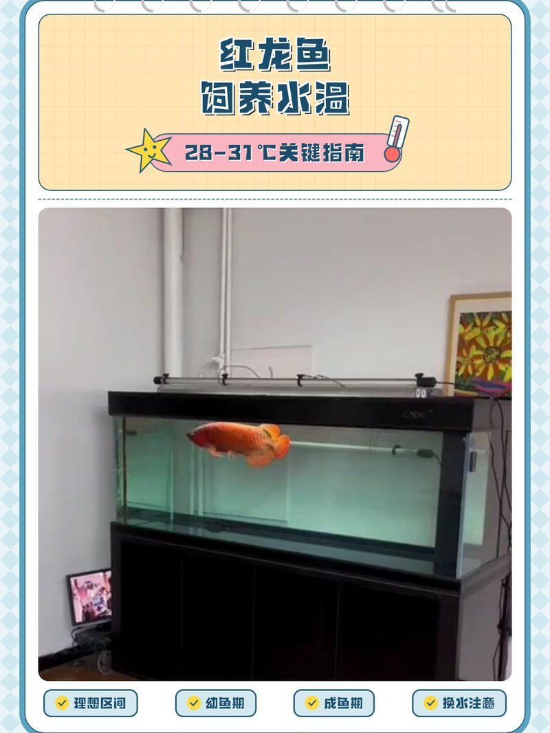 如何維持紅龍魚缸水溫穩(wěn)定，如何維持紅龍魚缸水溫穩(wěn)定思考 如何維持紅龍魚缸水溫穩(wěn)定，如何維持紅龍魚缸水溫穩(wěn)定思考 龍魚百科 第8張